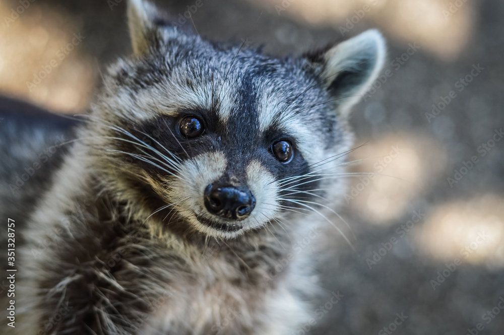 Fototapeta premium Cute Raccoon portrait close up - Procyon lotor