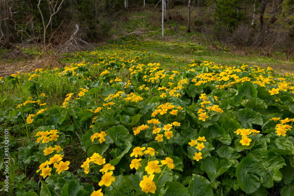 Russia, Kuznetsky Alatau. Yellow spring flowers on the swampy banks of the Tom river.