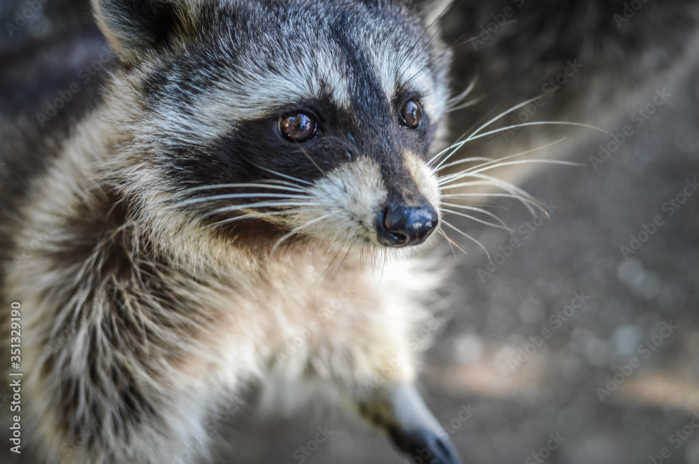 Obraz premium Cute Raccoon portrait close up - Procyon lotor