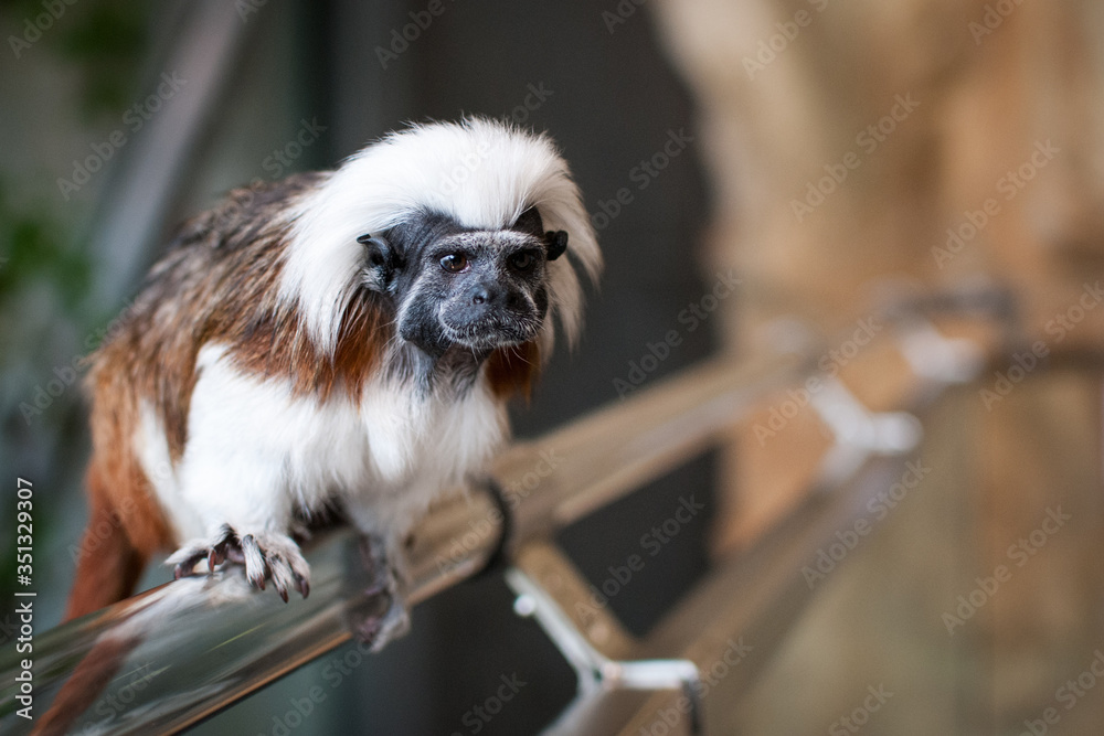 Primate, Cotton-top tamarin, Saguinus oedipus, in Haus des Meeres, Viena, Austria Primate, Cotton-top tamarin, Saguinus oedipus, in Haus des Meeres, Viena, Austria