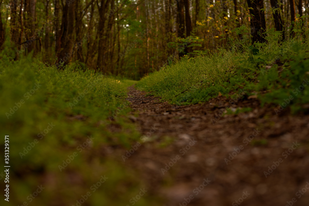 Fototapeta premium path in the forest