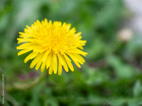 Yellow Flower