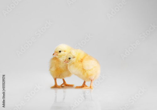 pareja de pollitos