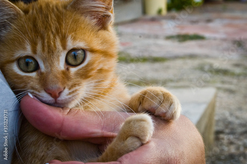 Primer plano de cachorro de gato doméstico photo