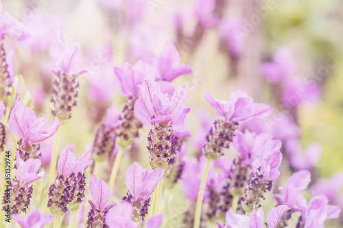 Fototapeta Naklejka Na Ścianę i Meble -  Summertime.  Blooming lavender in a field