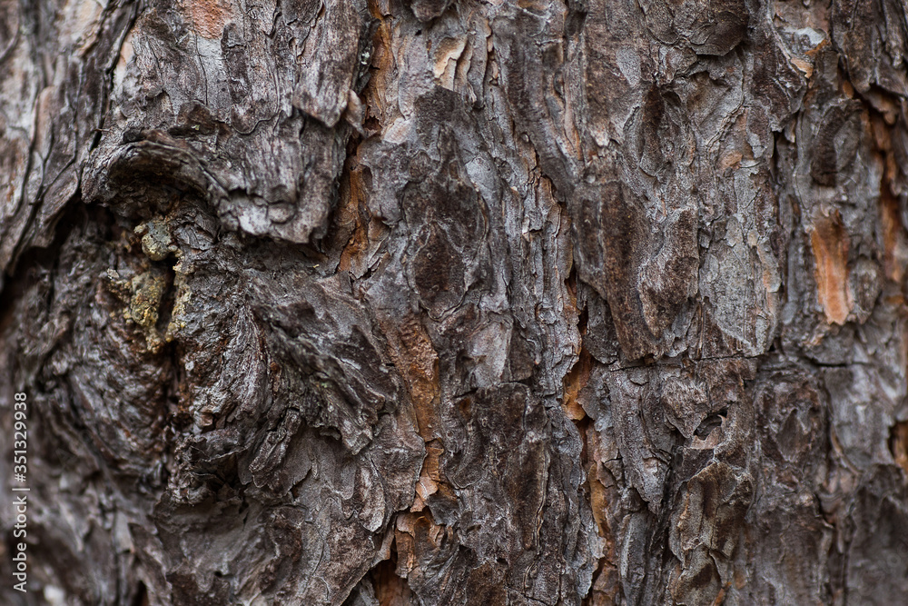tree bark texture tree bark texture