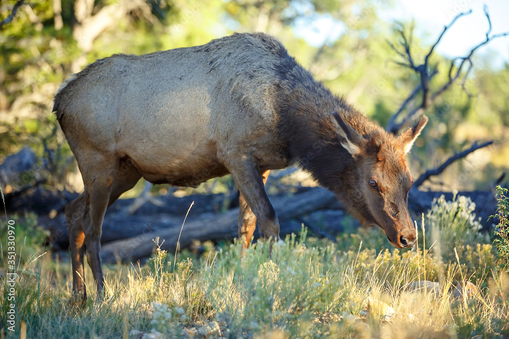 A lonely young brown deer eats grass in the forest, by the sunset. A lonely young brown deer eats grass in the forest, by the sunset.