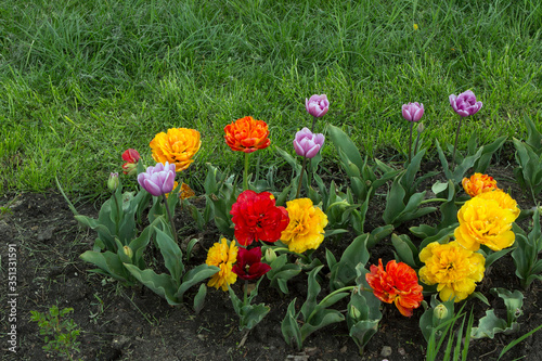 фотографія Multi-petal multi-colored tulips, red-orange-yellow, lilac flowers in a city gar