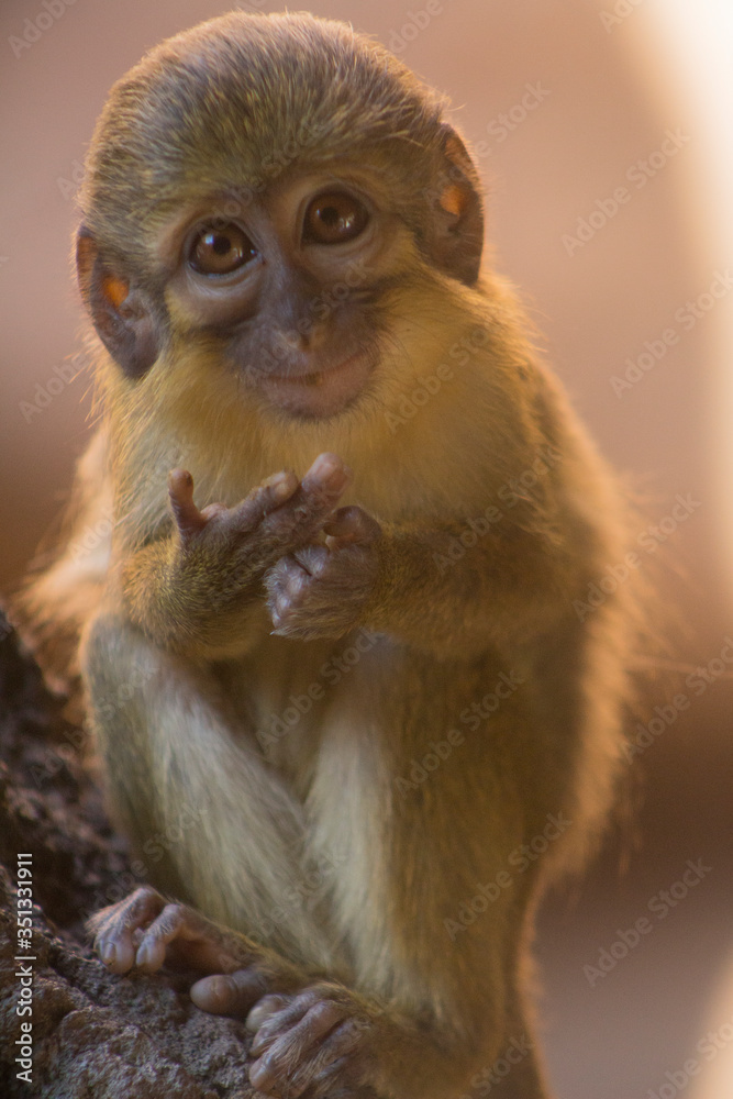Tiny monkey  smiling and looking at the camera