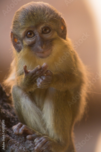 Tiny monkey smiling and looking at the camera