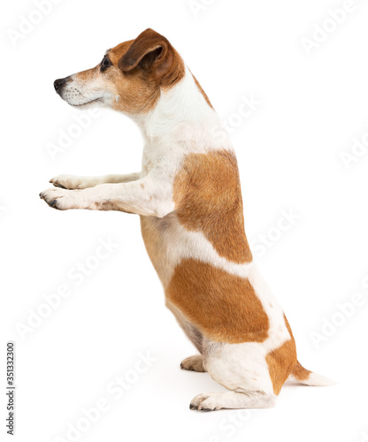 Dog holding poster banner. White background copy empty space. Adorable smiling small dog sitting on hind legs. demonstrates the product. Cute funny pet positive vibes