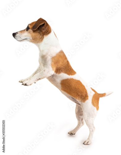 Banner copy space template. Dog holding poster banner. White background copy empty space. Adorable smiling small dog standing on hind legs. demonstrates the product. Cute funny pet positive vibes