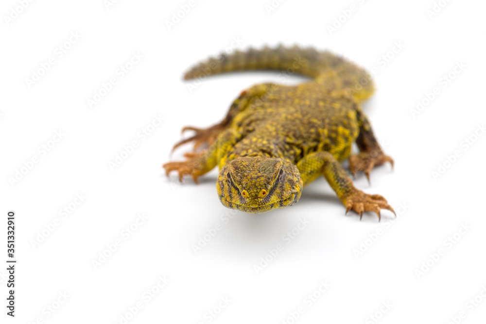 Naklejka premium Spiny-tailed Lizard isolated on white background
