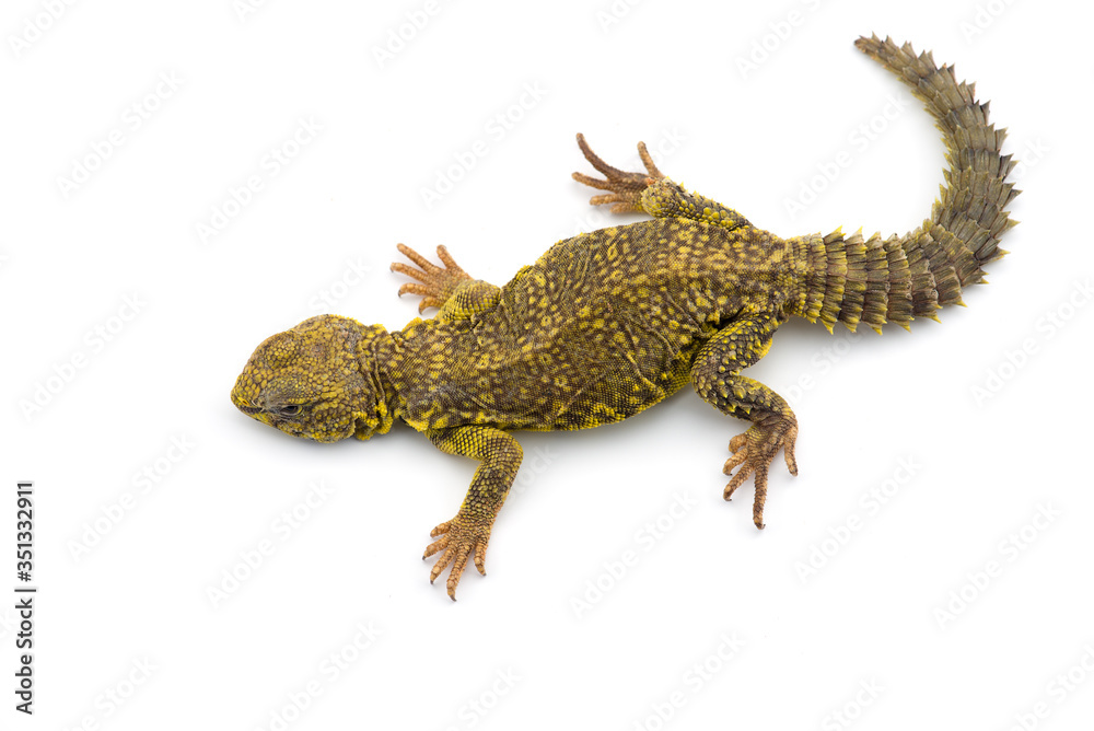 Fototapeta premium Spiny-tailed Lizard isolated on white background