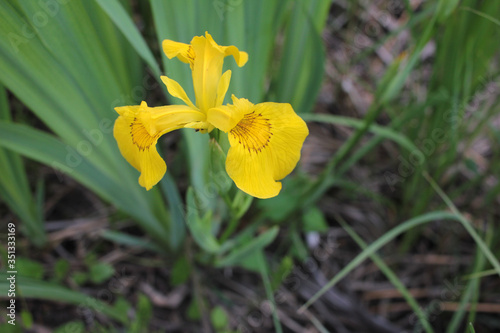 Iris pseudacorus, commonly called yellow flag, near the water in spring day

