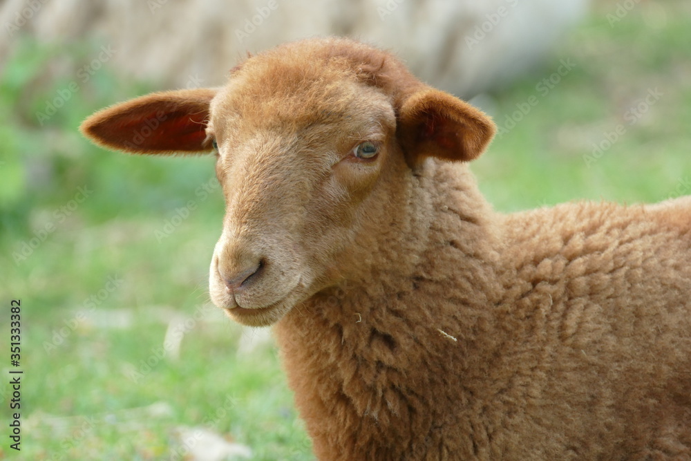 Portrait of a brown lamb or very young sheep of the German breed Coburger Fuchsschaf Portrait of a brown lamb or very young sheep of the German breed Coburger Fuchsschaf