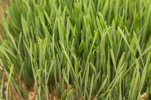 Fresh green grass with seeds