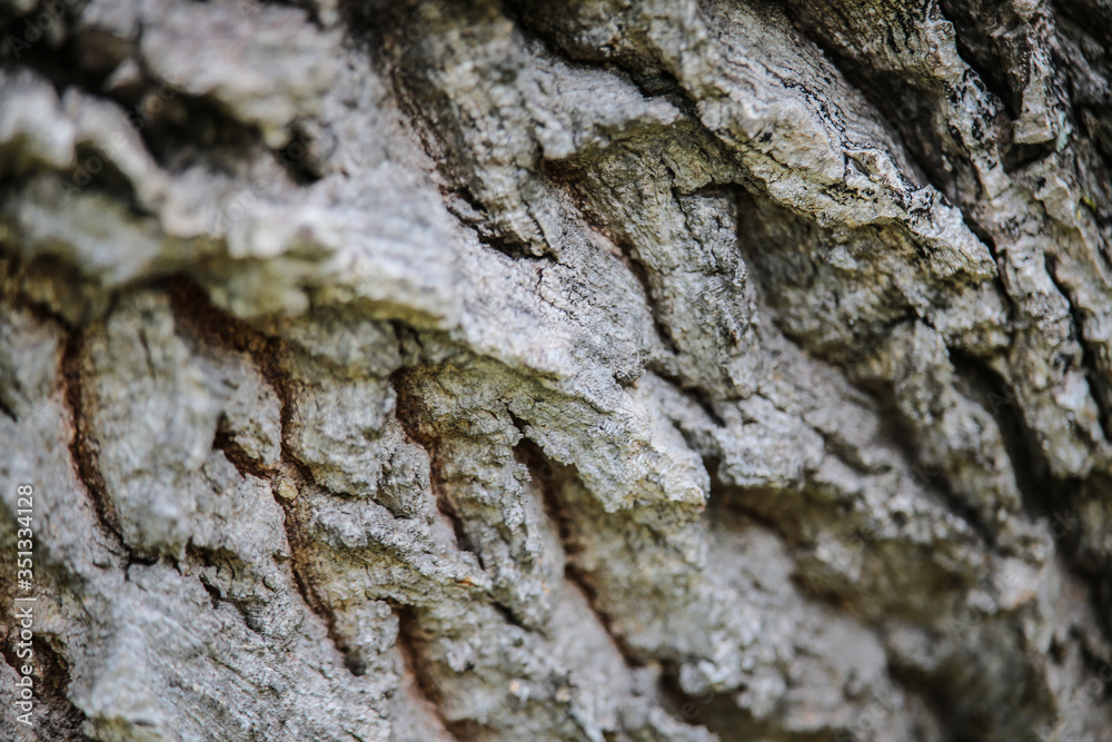 tree bark texture tree bark texture