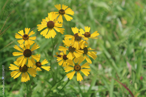 Wild Southern Field Daisies