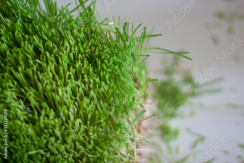 Freshly cut green grass made on hydroponics 