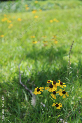 Wild Southern Field Daisies