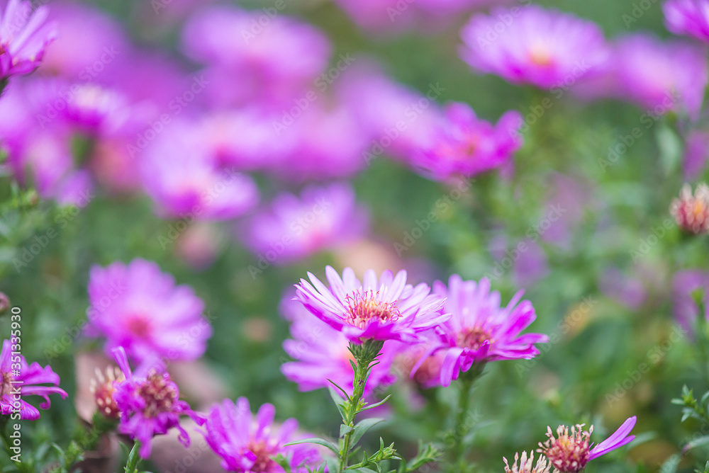 Purple flowers blooming in the autumn garden. Natural background Purple flowers blooming in the autumn garden. Natural background