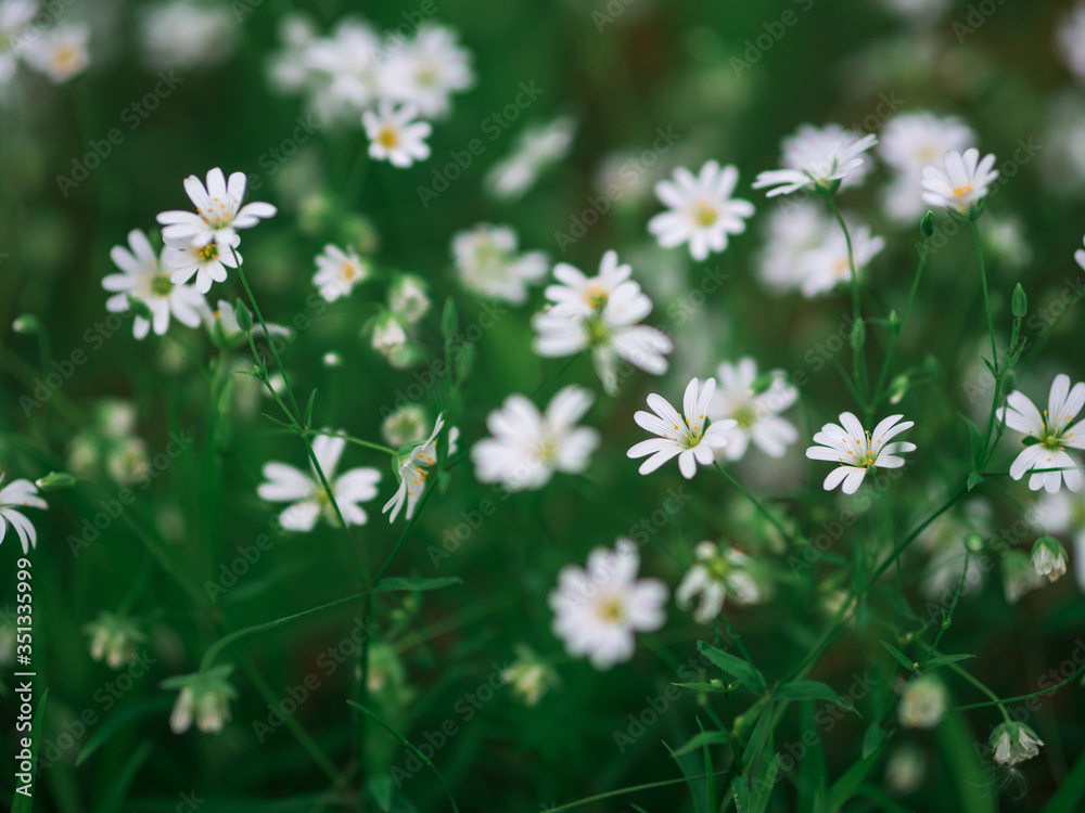stellaria forest white flower nature background stellaria forest white flower nature background