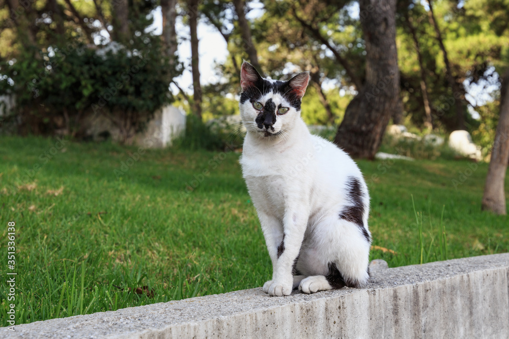 Portrait of the spotted black and white cat in the Tangier, Morocco. Portrait of the spotted black and white cat in the Tangier, Morocco.