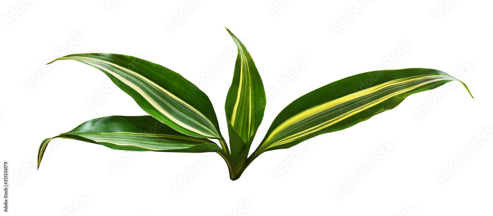 Green leaves of aspidistra