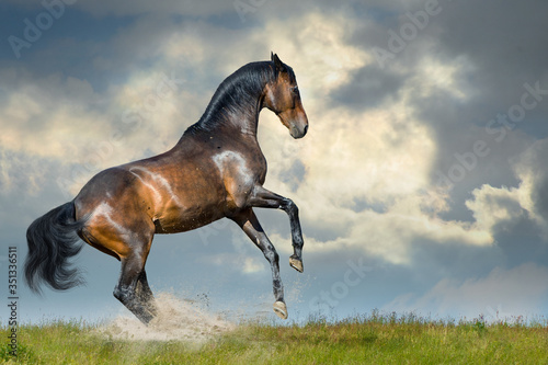 Wild horse run gallop in dust desert