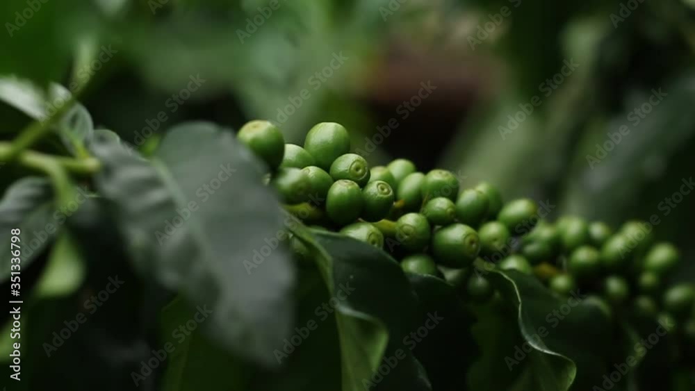 close up of green Arabrica coffee beans on plant. close up of green Arabrica coffee beans on plant.