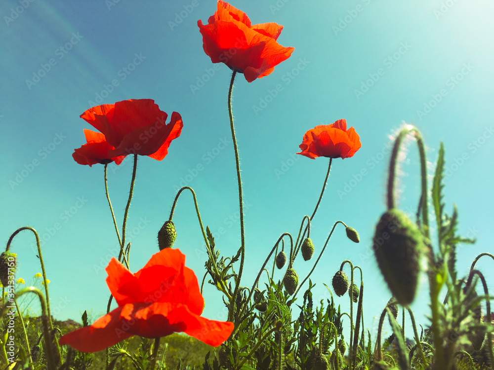 Obraz premium poppy flower field