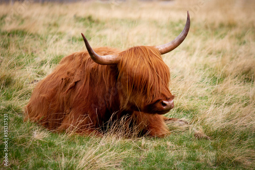 Long haired funny Scottish highland cattle resting on a grass field