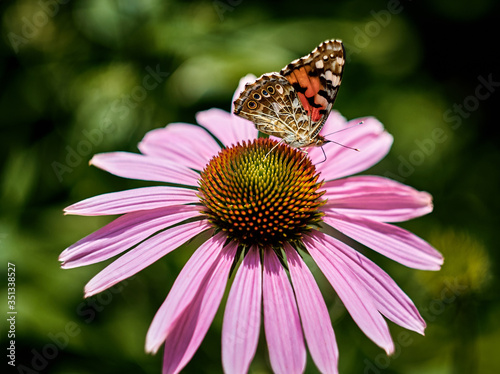 Multicolored butterfly nymphalid Admiral tastes the pink flower of echinacea.