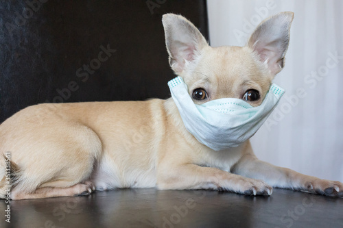Sick mini chihuahua dog wearing medical mask, stop coronavirus COVID-19, illness © tselykh