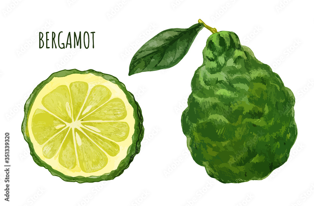 Bergamot fruit with leaf and half of fruit, hand drawn Bergamot fruit with leaf and half of fruit, hand drawn