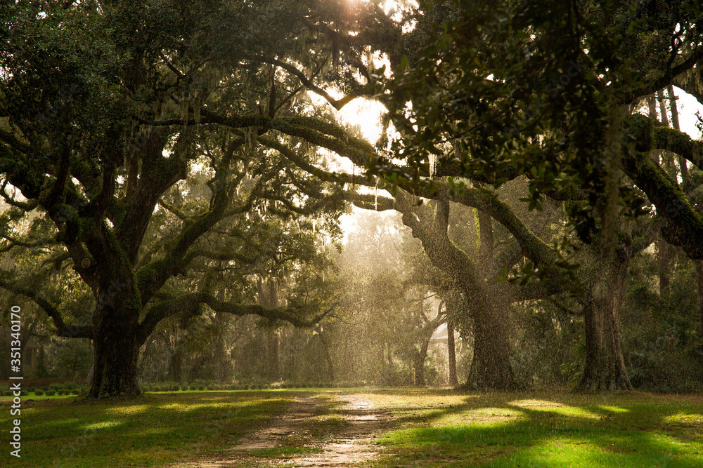 Naklejka premium Raining in the park while the sun is out. Old oak trees in the south.
