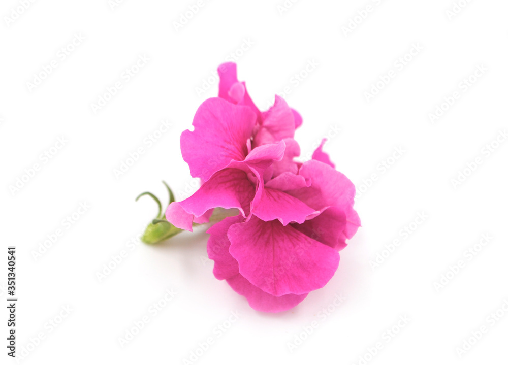 pink beautiful Petunia flower close up on white background pink beautiful Petunia flower close up on white background