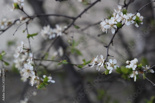 blooming cherry tree