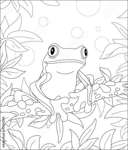 Funny poisonous frog sitting on a tree branch in a wild tropical jungle, black and white outline vector cartoon illustration for a coloring book page