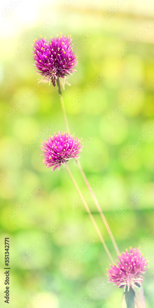 Tall Violet Clover Flowers Tall Violet Clover Flowers