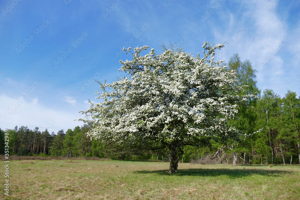 blooming hawthorn tree under a blue sky blooming hawthorn tree under a blue sky