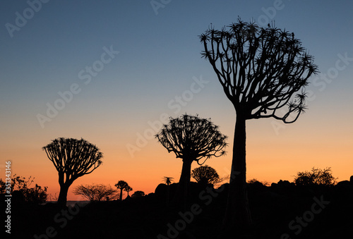 Silhouette of a quiver trees ,Aloe dichotoma, at orange sunset with carved branches on against the sun looking like a graphic design. Namibia.