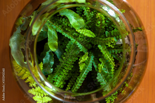 Small decoration plants in a glass bottle/garden terrarium bottle/ forest in a jar. Terrarium jar with piece of forest with self ecosystem. Save the earth concept. Bonsai, set of terrariums/ jars