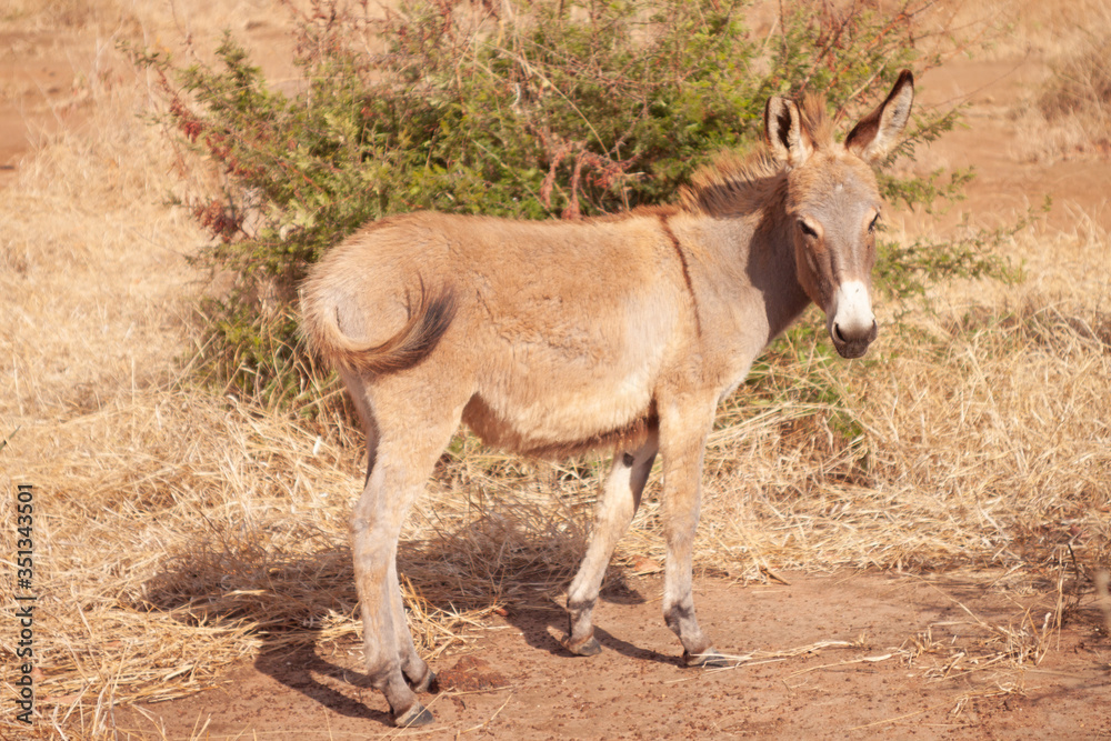 donkey in dry  african savannah 