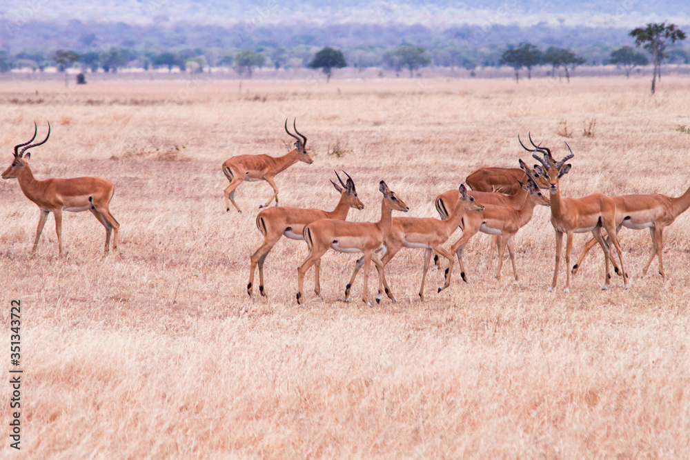 Naklejka premium Antelope Impalas in dry african savannah 