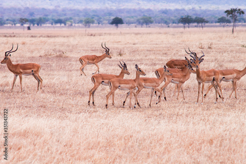 Antelope Impalas in dry african savannah 