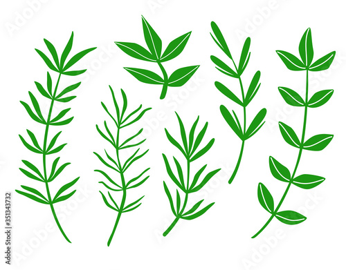 Set of leaves on white background. Vector illustration. © Mila