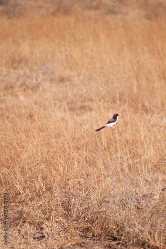  Bird in dry African savannah  © labor II