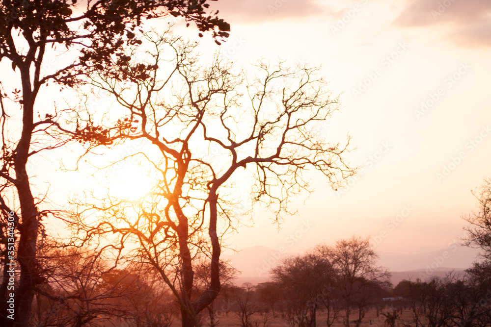 Dry tree in african savannah at golden hour